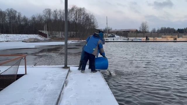 Запуск форели