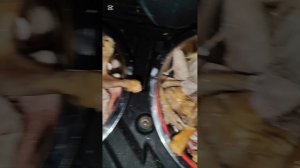 У. нас сегодня курочка для всего приюта