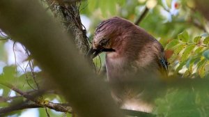 Шеф, я Вас вижу!