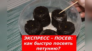 Как вырастить петунию в торфяной таблетке без лишней суеты?