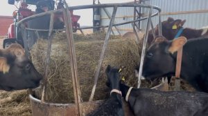 Тракторные Права у Девушки и курсы по Осеменению КРС | Молодая Ферма