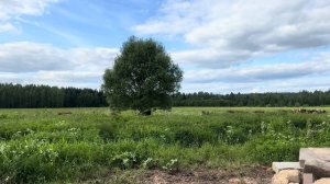 Летние денечки на ферме! Провалилась с телегой сенажа! Занимаемся ремонтом техники!