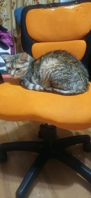 у меня вчера умер кот