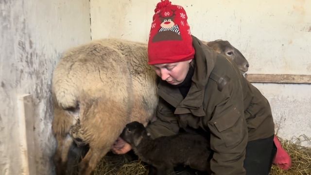 Наши первые катумские ягнята! Готовим домашний паштет! Жизнь в деревне!