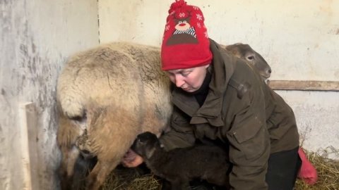 Наши первые катумские ягнята! Готовим домашний паштет! Жизнь в деревне!