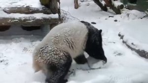 Снегу в Москве радуются не только люди: панда Катюша заметно оживилась на фоне смены обстановки