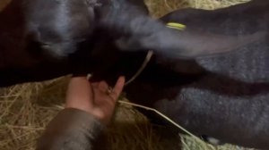 Окот испанской козы МУРСИАНО-ГРАНАДИНА. Удой после второго окота | Молодая Ферма