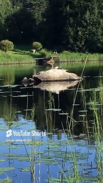 Ленобласть. Хвойная. 22.07.2024. Речка Вуокса. Чайка кормит своего птенчика