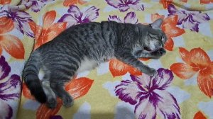 Муся готовится ко сну