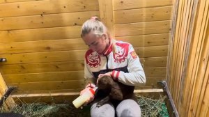 Окот ИСПАНСКИХ КОЗ Мурсия Гранада. Окот от начала до конца | Молодая Ферма