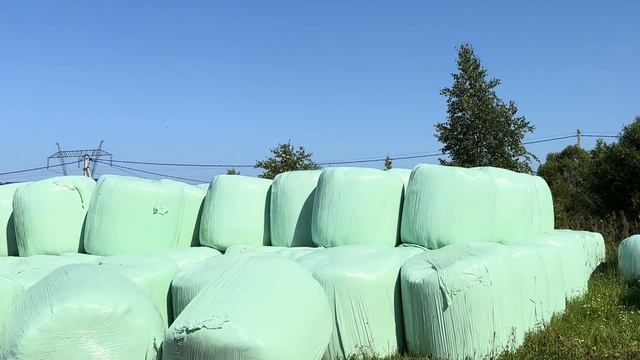 Отёл айрширской коровы Буси! Построили новый телятник! Летние дни на ферме! смотреть онлайн