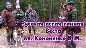 Русская пегая гончая  Веста вл. Кононенко В .М.#охотасгончей#собака #животные #топ #hunting