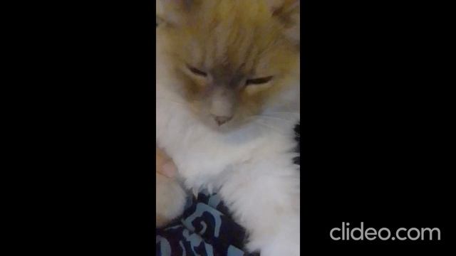 clideo_editor_cf8c117845e24ef3a4fcb4de0b56bfdc