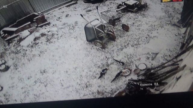 Сегодня луковая подкормка        ПОДПИШИСЬ