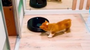 Все смешные моменты Корги Коржик (Говорящая собака) ФАН🦊