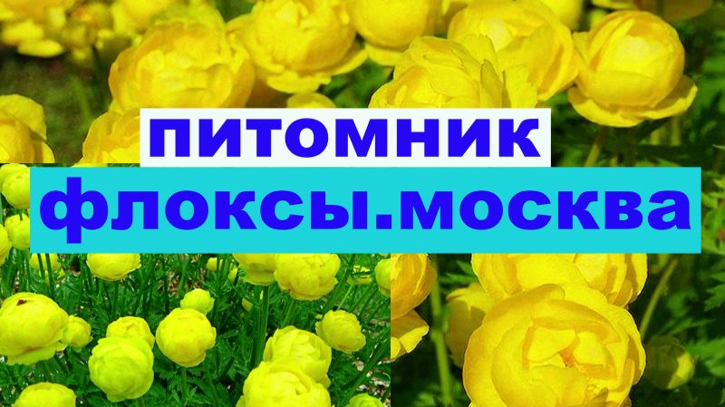 КУПАЛЬНИЦА ЛЕМОН КУИН КРАСИВЫЙ ЦВЕТОК