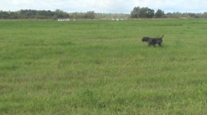 Дратхаар Гант - первое поле.