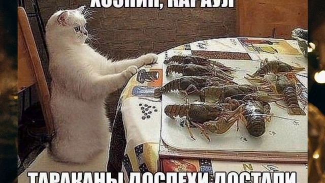 Приколы юмор