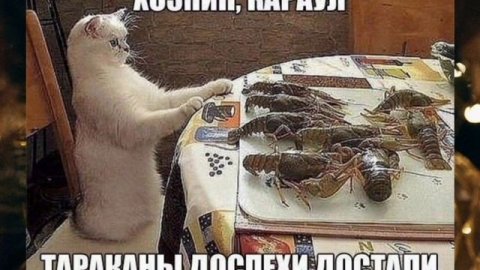 Приколы юмор