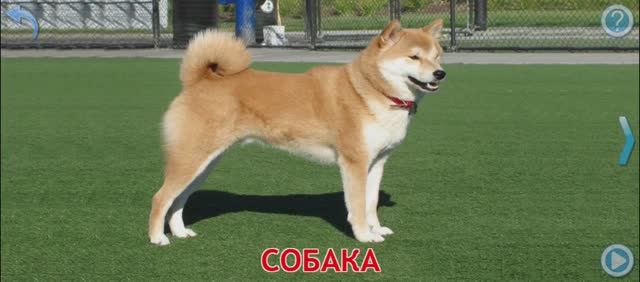 Домашнее животное