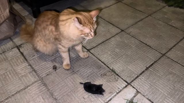 Начало сенокоса 2023. Учусь прессовать сама. Узи козам