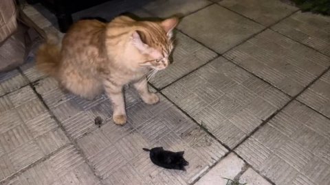 Начало сенокоса 2023. Учусь прессовать сама. Узи козам