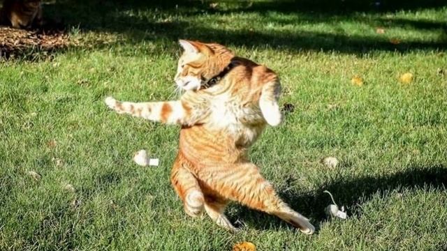 Марина Урусова Котоматрицы-4