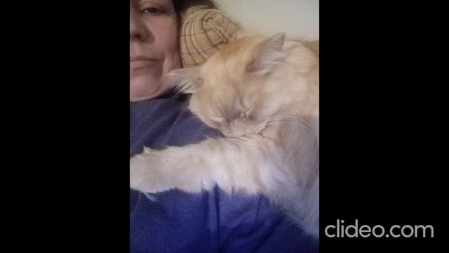 clideo_editor_83f8a421a88047e5b01b448bc6b5bcfb