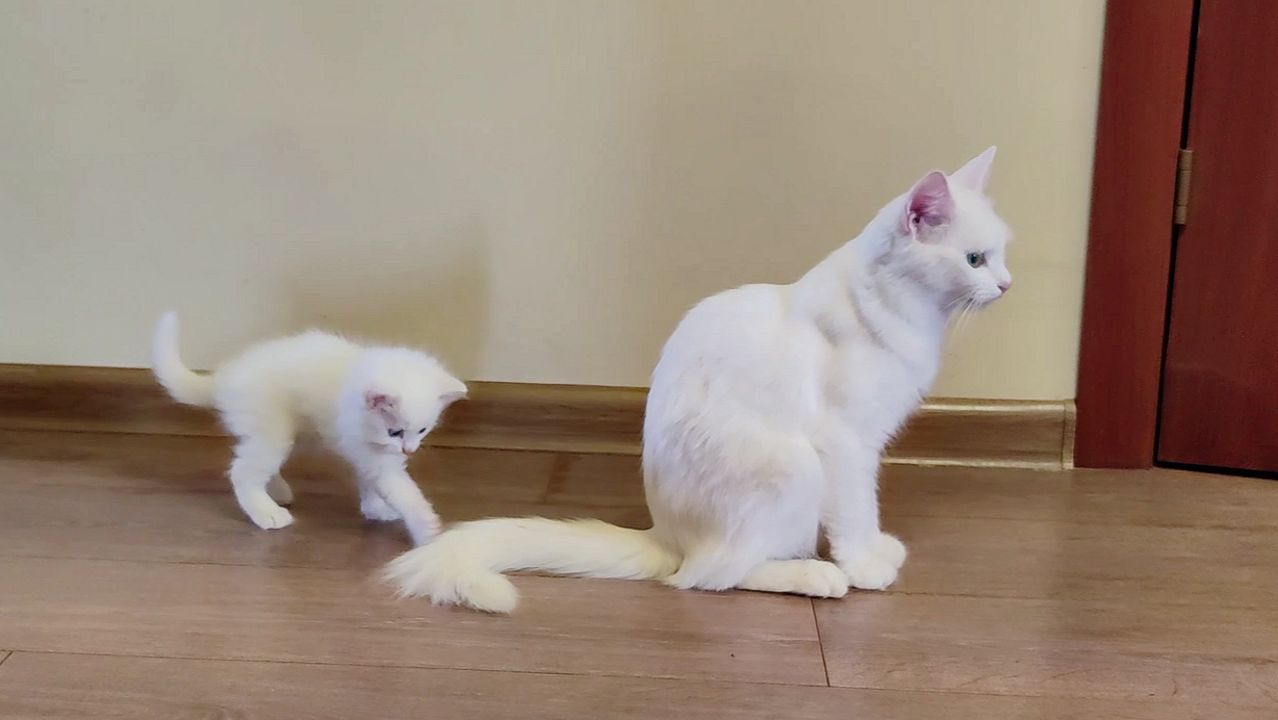 Кошка-мать и её любимый белый котёнок. Белый котёнок играет с кошкой-матерью.