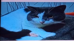 большое спасибо за 10 подписчиков просто тиша