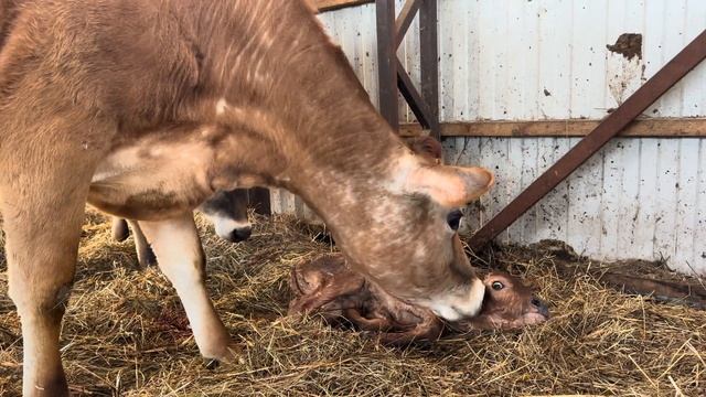 Увезли Веснушку в новый дом! Пока снимала видео, проглядела ОТЁЛ Феи! Привезли новых поросят! смотреть онлайн