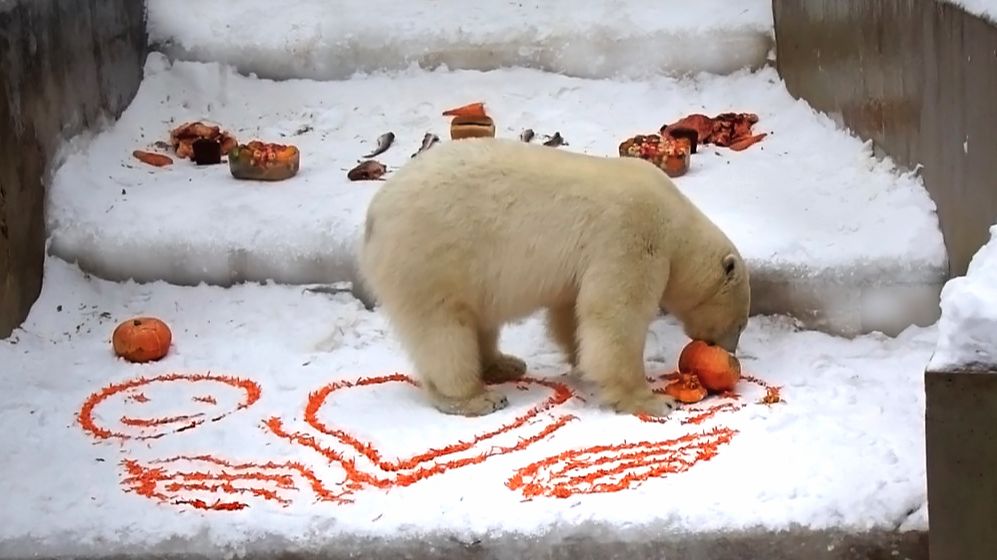 Медвежатам Белке и Стрелке устроили праздник! Им на днях испонится три года.