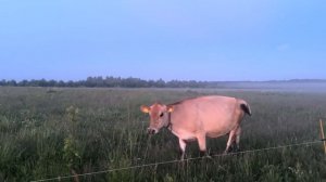 Сенокос 2024! Полевые работы! Заготавливаем сено!