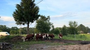 Жизнь фермера! Отёл, стройка, заготовка сенажа и борьба с борщевиком! Наши деревенские будни!