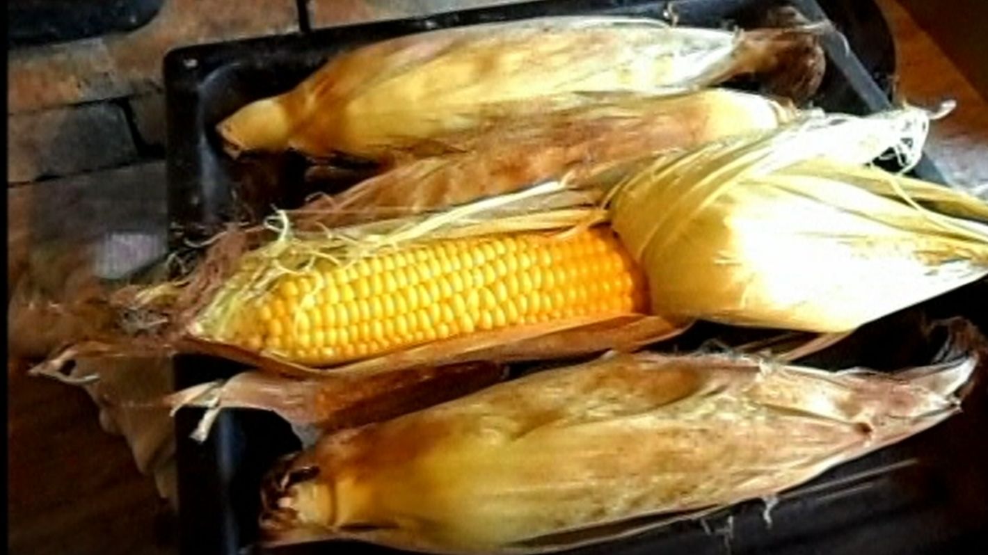 Выращивание кукурузы