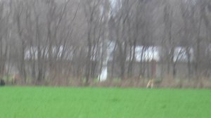 Охота на зайца с собаками сезон 2025-2026г (24   часть )