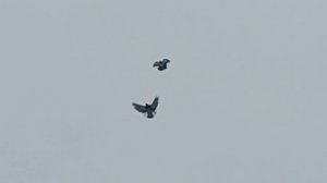 Голуби летают в дождик.