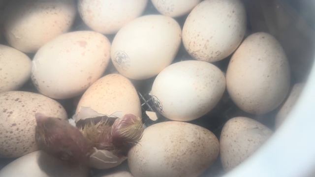 Подготовка к весенним полевым работам! Управа на большом хозяйстве! Вылуп бройлерной индейки!