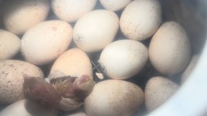 Подготовка к весенним полевым работам! Управа на большом хозяйстве! Вылуп бройлерной индейки!