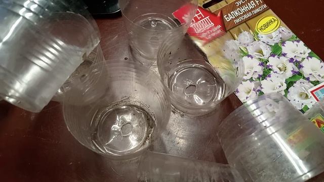 ЭУСТОМА ВЗОШЛА.