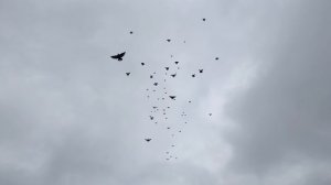 В небе около сотни голубей.