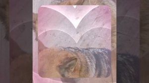 1000042331.mp4 (Собака смотрит на монтаж электропроводки (монтаж р/коробки на 2 эт.) в доме А-фрейм)