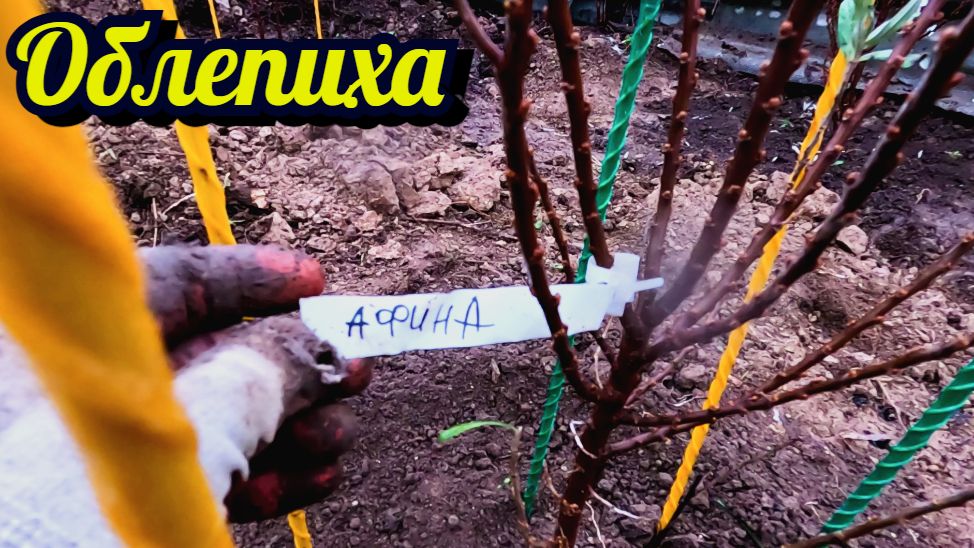 Посадил 4 женских сорта облепихи и 1 гном мужской сорт