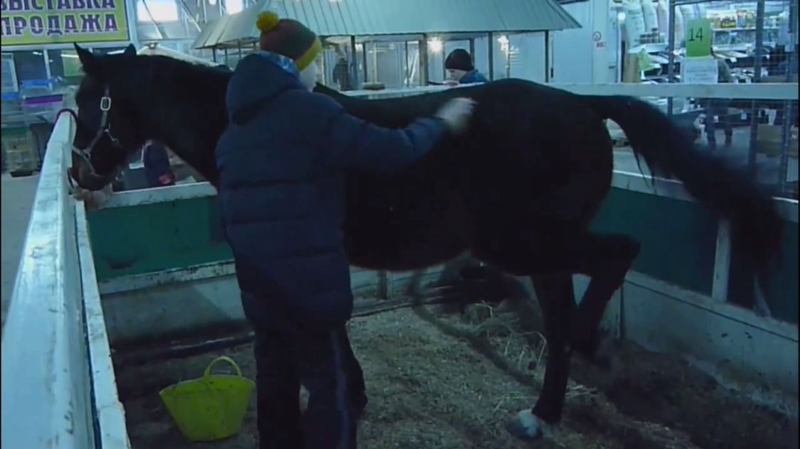 Год Огненной Лошади 2026 Как правильно встретить - яркие идеи, цвета, наряды и ритуалы (2)