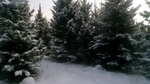 В зимний лес.