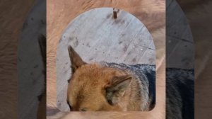 1000042329.mp4 (Собака смотрит на монтаж электропроводки (монтаж р/коробки на 2 эт.) в доме А-фрейм)