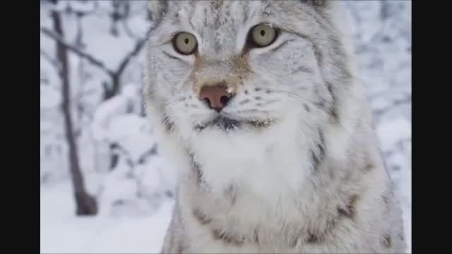 Ash & Paradise - Leave Me Alone...автор ролика Светлый