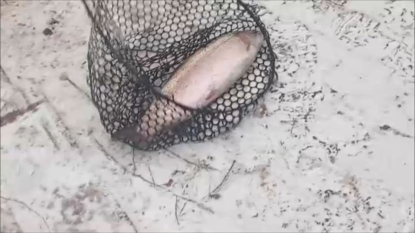 Отличный клёв форели в мороз. Рыбалка на спорт-зоне. Клёвое место Лосиный остров.