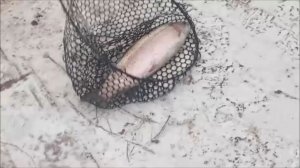 Отличный клёв форели в мороз. Рыбалка на спорт-зоне. Клёвое место Лосиный остров.