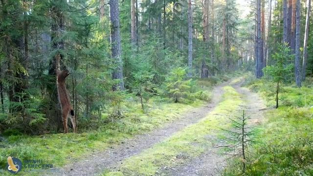 Рысь на прогулке 🐱
